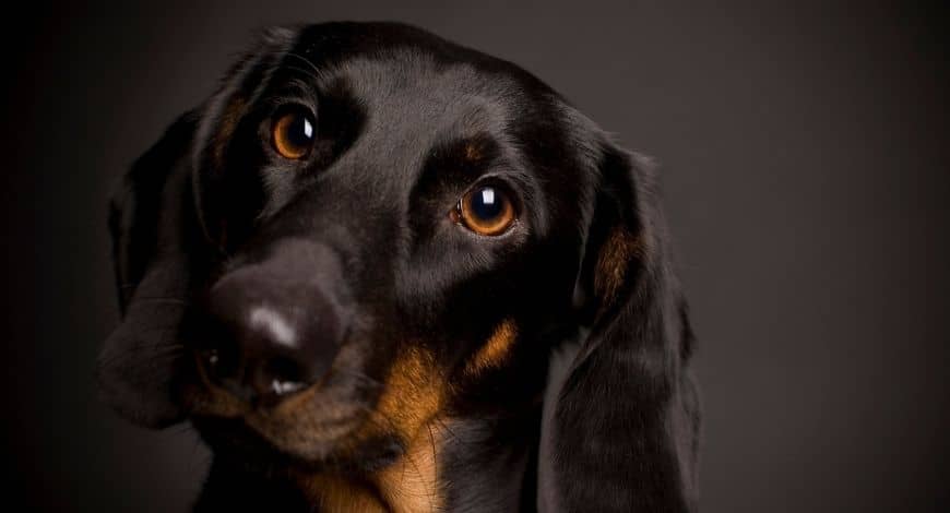 Los mejores tips y cuidados para tu perro teckel que no sabías……